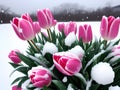 beautiful winter tulips flowers on the snow covered background, Ai generated Royalty Free Stock Photo