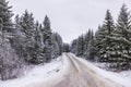 Beautiful winter view of coniferous forest covered in snow with dirt road extending into distance. Royalty Free Stock Photo