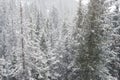 Beautiful winter view of a forest from above. Snowing over the pine trees. Christmas scene. Alberta, Royalty Free Stock Photo