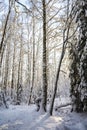 Beautiful winter view, path in the winter forest, Meiko recreation area, Kirkkonummi, Finland