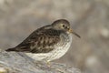 A beautiful winter visiting Purple Sandpiper, Calidris maritima, sitting on a rock at high tide, along the shoreline. Royalty Free Stock Photo