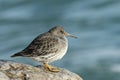 A beautiful winter visiting Purple Sandpiper, Calidris maritima, sitting on a rock at high tide, along the shoreline. Royalty Free Stock Photo