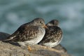 A beautiful winter visiting Purple Sandpiper, Calidris maritima, sitting on a rock at high tide, along the shoreline. Royalty Free Stock Photo