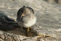 A beautiful winter visiting Purple Sandpiper, Calidris maritima, sitting on a rock at high tide, along the shoreline. Royalty Free Stock Photo