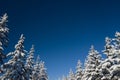 Beautiful wintertime background. Fantastic fluffy Christmas trees in the snow. Postcard with tall pine, blue sky and Royalty Free Stock Photo