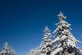 Beautiful wintertime background. Fantastic fluffy Christmas trees in the snow. Postcard with tall pine, blue sky and Royalty Free Stock Photo