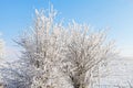 Beautiful wintertime Royalty Free Stock Photo