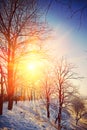 Beautiful wintry view on hill with leafless trees on sunrise ins Royalty Free Stock Photo