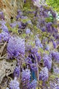 Beautiful Wisteria in bloom at garden in Tuscany Royalty Free Stock Photo