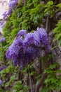 Beautiful Wisteria in bloom.Italy.