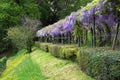 Beautiful Wisteria in Bloom. Wisteria Tunnel in a garden near Michelangelo square in Florence, Italy Royalty Free Stock Photo