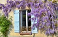 Beautiful wisteria blooming against an rural house with blue shutters