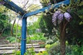 Beautiful wisteria closeup