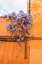 Beautiful wisteria flower blossoms