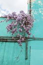 Beautiful wisteria flower blossoms