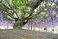 Beautiful Wisteria flower.