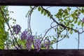 Beautiful wisteria flowers against the blue sky Royalty Free Stock Photo