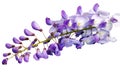 Beautiful Wisteria flowers isolated.On white background Royalty Free Stock Photo