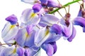 Beautiful Wisteria flowers isolated.On white background Royalty Free Stock Photo