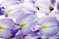 Beautiful Wisteria flowers isolated. Royalty Free Stock Photo