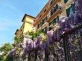 Beautiful wisteria plant in bloom in the Roman spring.