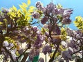 Beautiful wisteria plant in bloom in the Roman spring.