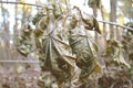 Beautiful withered dark green leaves in the forest