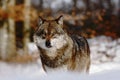 Beautiful wolf canis lupus in winter, wolf in snowy landscape, attractive winter scene with wolf, beautiful winter landscape