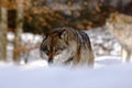 Beautiful wolf canis lupus in winter, wolf in snowy landscape, attractive winter scene with wolf, beautiful winter landscape