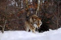 Beautiful wolf canis lupus in winter, wolf in snowy landscape, attractive winter scene with wolf, beautiful winter landscape