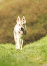 Beautiful wolf dog puppy in nature