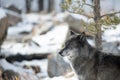 Beautiful wolf in the snow in Montana