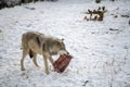 Beautiful wolf in the snow in Montana