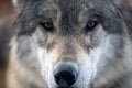 Beautiful wolf in the snow in Montana