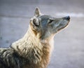 Beautiful wolf portrait