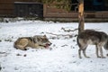 Beautiful wolf in the snow in Montana