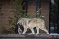 Beautiful wolf in the snow in Montana