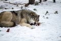 Beautiful wolf in the snow in Montana