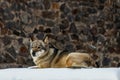 Beautiful wolf on a snowy road