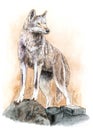 The beautiful wolf stands on the rock. Watercolor illustration Royalty Free Stock Photo
