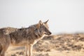 Beautiful wolf walking in a dry field during sunrise