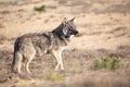 Beautiful wolf walking in a dry field during sunrise