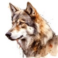 Beautiful wolf watercolor paint illustration on white background Royalty Free Stock Photo