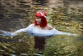 Beautiful woman bathing in a beautiful river Royalty Free Stock Photo