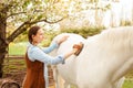 beautiful woman in a blue shirt cleans a white horse. Brush, grooming. love, care for animals. nature, spring, green Royalty Free Stock Photo