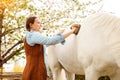 beautiful woman in a blue shirt cleans a white horse. Brush, grooming. love, care for animals. nature, spring, green Royalty Free Stock Photo