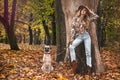 Beautiful Woman with cute dog in autumn scenery. Autumn Leaves , fashion model on Fall Nature Background. Autumn fashion Royalty Free Stock Photo