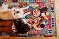 beautiful woman and cute golden retriever dog enjoying healthy breakfast at home, lying on the floor. healthy breakfast with tea, Royalty Free Stock Photo