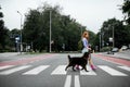 Beautiful woman with dog together crossing the street at crosswalk stripes Royalty Free Stock Photo