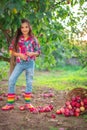 Beautiful woman farmer girl in apple orchard pick up organic ripe fruits from the apple tree and gather apples in wooden basket on Royalty Free Stock Photo